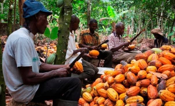 Cocoa farming, golden era and dwindled fortunes
